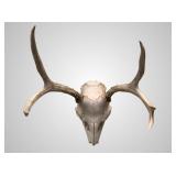 Mule Deer European mount, about 14' deep