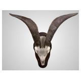 Large sheep mount European 10' deep