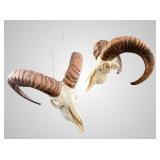 Ram's skull with nice set of horns about 10' deep