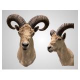 Large sheep mount  23' deep