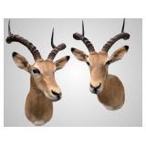 African Impala shoulder mount, 20' deep