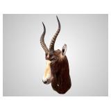 African Blesbok shoulder mount, about 3' tall