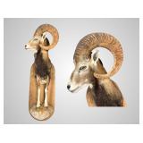 European Mouflon half mount on wood backboard, abo