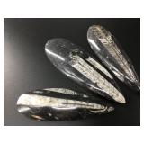 Three orthoceras fossils of various sizes approx.,