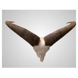 Spanish Ibex European mount about 8' deep