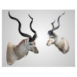 Large African greater Kudu shoulder mount with imp