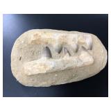 Dinosaur fossilized teeth in a cast setting that i