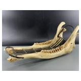 Large caribou jawbone and baleen sled in very good