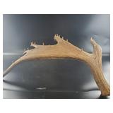 Natural Antler Jewelry Display Piece