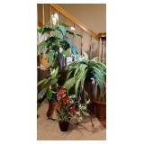 Large And Small Decorative Plants