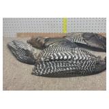 Wild turkey wings 2 pair 1 single