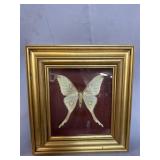 GOLD FRAMED MOTH
