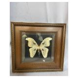 SHADOWBOX FRAMED MOTH