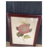 EARLY CAMELLIA FLORAL ETCHING