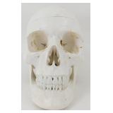 Skull Head - Opens Up, Possibly Medical Display