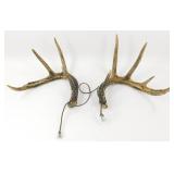 ** Pair of Deer Antler Sheds