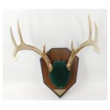 ** 8 Point Antler Mount