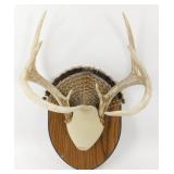 ** 8 Point Antler Mount with Turkey Tail Fan