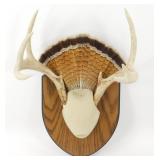 ** 8 Point Antler Mount with Turkey Tail Fan
