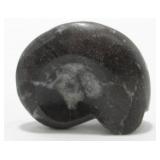 Natural Goniatite Ammonite Fossil