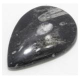 Large 3-1/2ï¿½ Polished Orthoceras Fossil