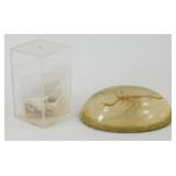 Scorpion in Resin Shark Teeth
