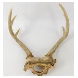 * Deer Antlers