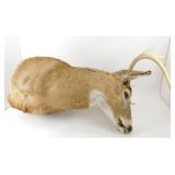 ** 8-Point Whitetail Mount