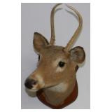 ** Deer Mount "Eleven Pointer"