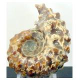 Ammonite Fossil