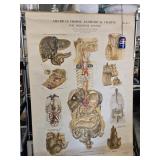 American Frohse Anatomical Charts  The  Digestive