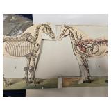 2 Vintage Books - Anatomical and Physiological