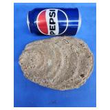 Oyster fossil from upper Chesapeake region area.