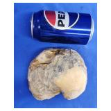 Oyster Fossil "Devil