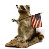 Taxidermy 20in raccoon with American flag