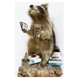 Taxidermy 19in smokin