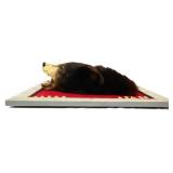 Framed 24x24 bear face taxidermy mount