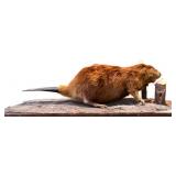 Vntg 40in long taxidermy beaver