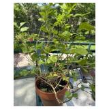 Potted Plant