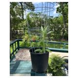 Potted Plant