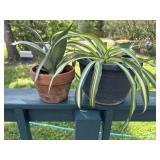 Potted Plants