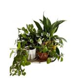 Potted Plants