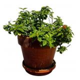 Texas Lantana Plant