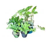 Small Houseplants