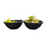 Potted Mother of One Thousand Plants