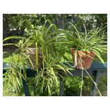 Potted Spider Plants