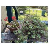 Potted Plants
