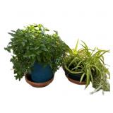 Potted Plants