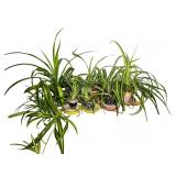 Small House Plants