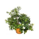 Potted Gardenia Shrub